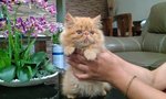 Potter - Persian Cat