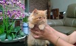 Potter - Persian Cat