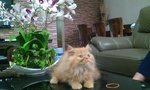 Harry - Persian Cat