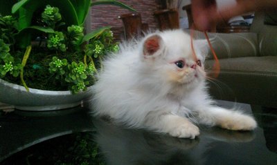 Snowbell - Persian Cat