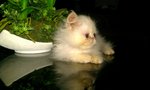 Snowbell - Persian Cat