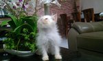 Snowbell - Persian Cat