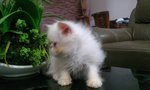 Snowbell - Persian Cat