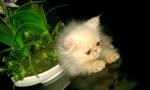 Snowbell - Persian Cat