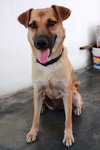 Happy - Mixed Breed Dog