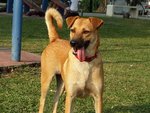 Happy - Mixed Breed Dog