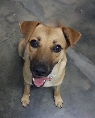 Happy - Mixed Breed Dog