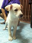 Dandy - Mixed Breed Dog