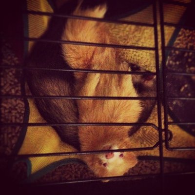 My Cutie Munchkin  - Ferret Small & Furry