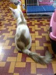 Milkshake - Domestic Long Hair Cat