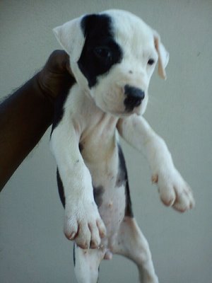 PF46278 - Pit Bull Terrier Dog