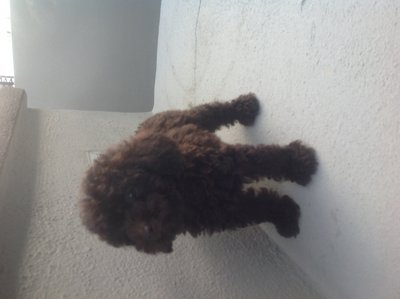 Toy Poodle ( Cola Colour ) - Poodle Dog