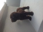 Toy Poodle ( Cola Colour ) - Poodle Dog