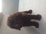 Toy Poodle ( Cola Colour ) - Poodle Dog