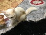 Creamy - Domestic Long Hair Cat