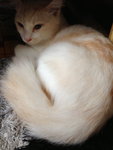 Creamy - Domestic Long Hair Cat