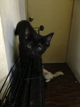 Blacie - Domestic Short Hair Cat