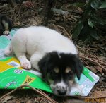 Italian - Labrador Retriever + Spitz Dog