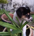 Italian - Labrador Retriever + Spitz Dog