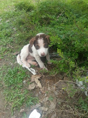 Bobo - Mixed Breed Dog