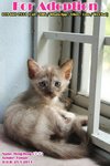 X (Adopted) Mayki - Heng-heng (幸幸) - Domestic Short Hair Cat