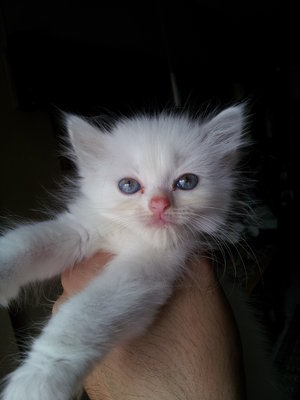 Kiara De Omey - Persian Cat