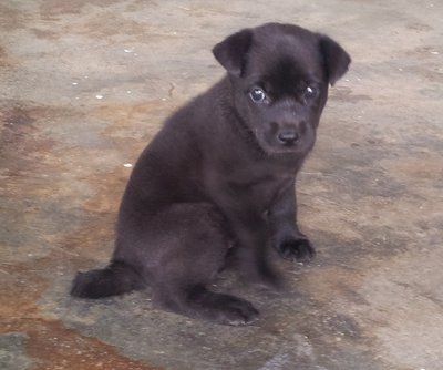 Blacky - Mixed Breed Dog