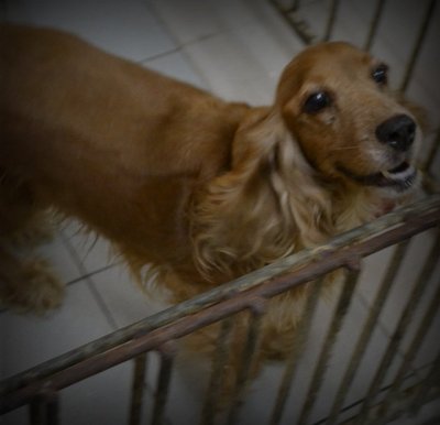 Lady - Cocker Spaniel Dog