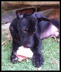 Enjoying my yummy bone...