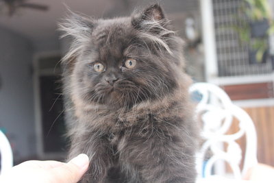 Baby B - Persian + Tabby Cat