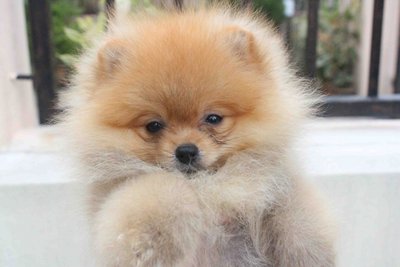 Quality Brown Pomeranian With Mka - Pomeranian Dog