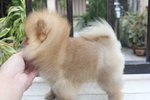 Quality Brown Pomeranian With Mka - Pomeranian Dog