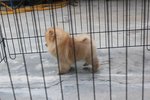 Quality Brown Pomeranian With Mka - Pomeranian Dog