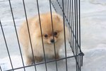 Quality Brown Pomeranian With Mka - Pomeranian Dog