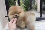 Quality Brown Pomeranian With Mka - Pomeranian Dog