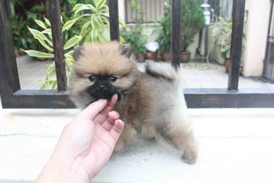 T-cup Brown Female Pomeranian Mka - Pomeranian Dog