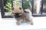 T-cup Brown Female Pomeranian Mka - Pomeranian Dog