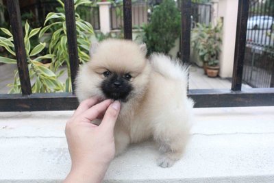 T-cup Cream Male Pomeranian Mka - Pomeranian Dog