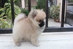 T-cup Cream Male Pomeranian Mka - Pomeranian Dog