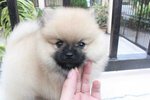 T-cup Cream Male Pomeranian Mka - Pomeranian Dog