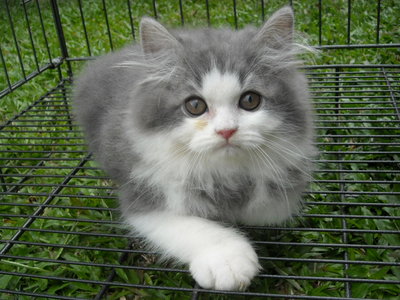 Blue(Grey) And White Persian Kitten - Persian Cat