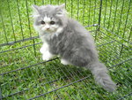 Blue(Grey) And White Persian Kitten - Persian Cat