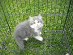 Blue(Grey) And White Persian Kitten - Persian Cat