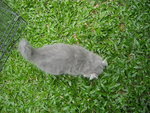 Blue(Grey) And White Persian Kitten - Persian Cat