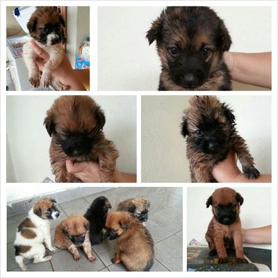 Water Puppies (Five) - Mixed Breed Dog