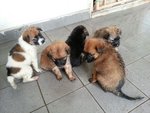 5 Puppies