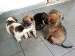 5 Puppies