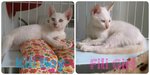 Fili Girl - Domestic Short Hair Cat