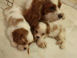 Harley, Charlie, Hayley, Bentley... - Cavalier King Charles Spaniel Dog