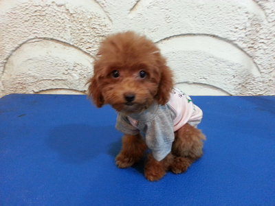 Tiny Toy Poodle Puppies - Poodle Dog